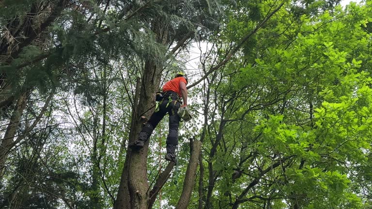 Professional Tree Removal and Landscaping Services in Holiday Valley, OH